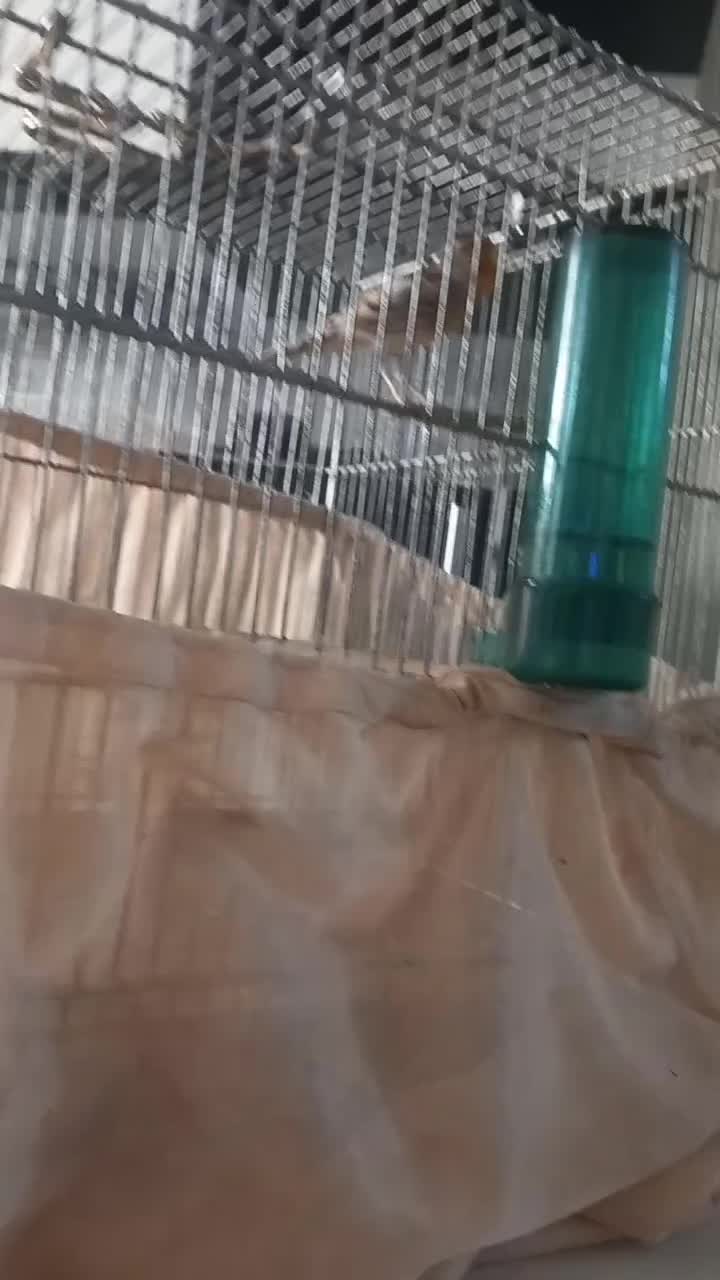 سهره قناری لربخون دهن پاک|پرنده|تهران, افسریه جنوبی|دیوار