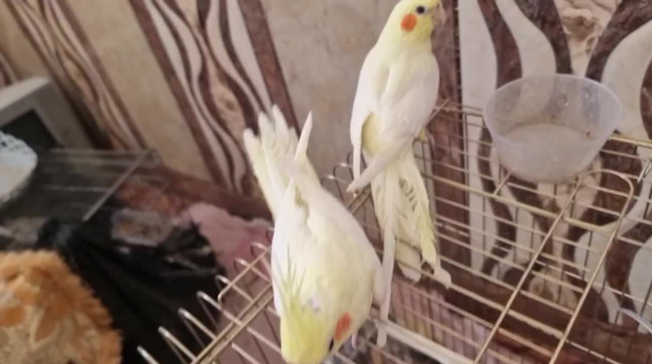 عروس هلندی ماده|پرنده|بنارویه, |دیوار