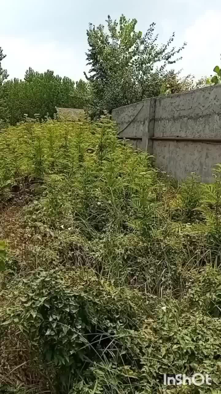 خدمات چمن زنی حاشیه زن علف زنی علف تراشی سم پاشی|خدمات باغبانی و درختکاری|رشت, گیل|دیوار