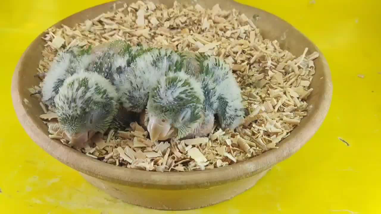 جوجه راهب سبز سرلاکی|پرنده|قم, شهرک قدس|دیوار