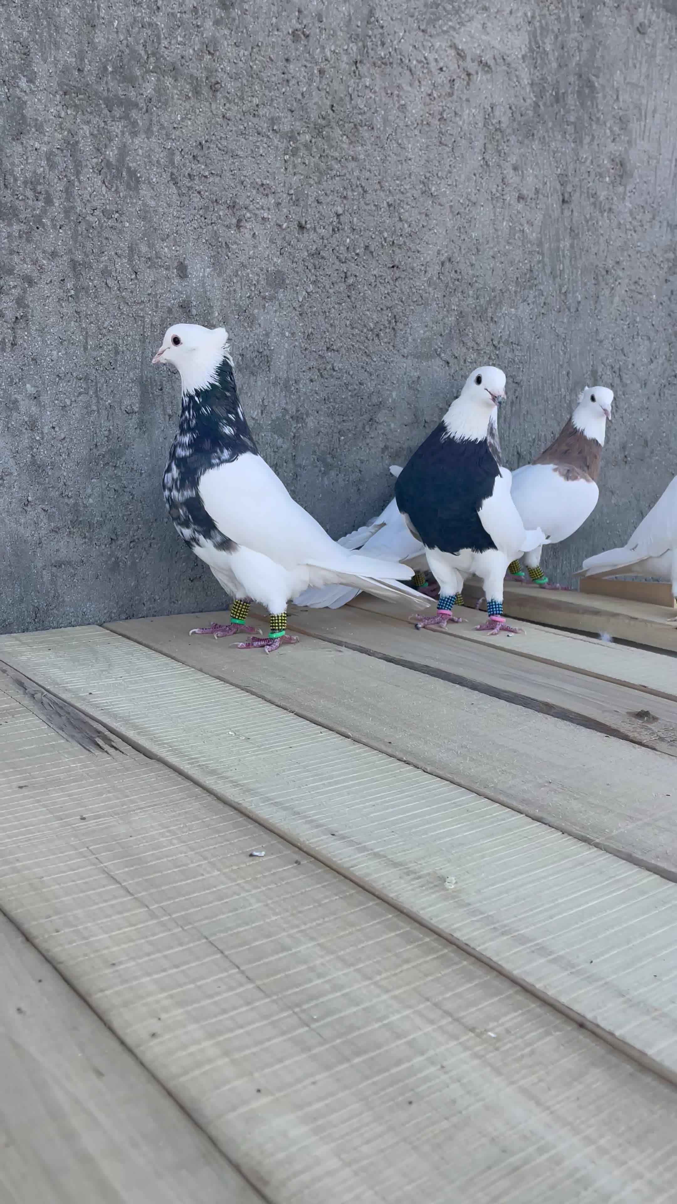 طوقی|پرنده|ورزنه, |دیوار