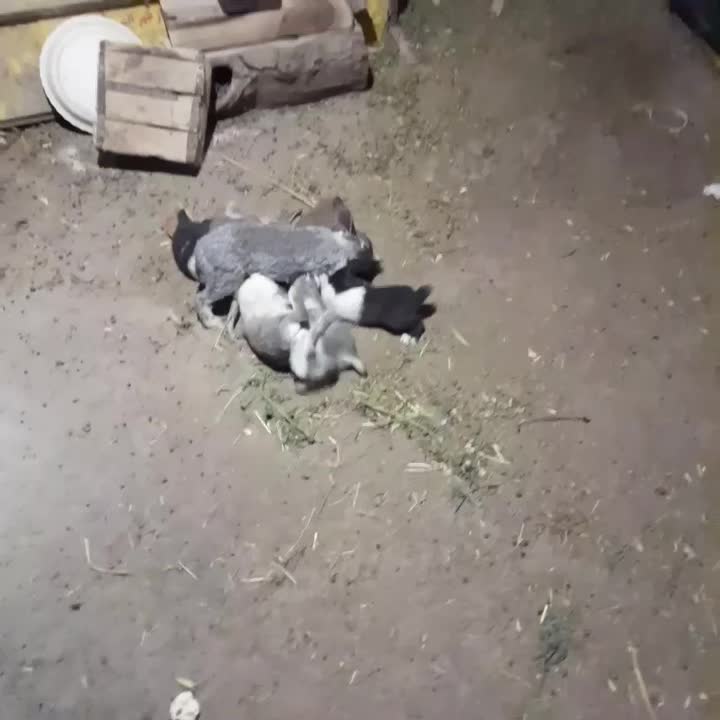 خرگوش|موش و خرگوش|مریوان, |دیوار