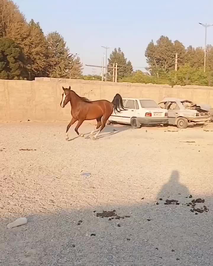 دوعدد کره مادیان اسب اصیل کورد بامدرک فروش فوری|اسب و تجهیزات اسب‌سواری|تهران, یافت‌آباد|دیوار