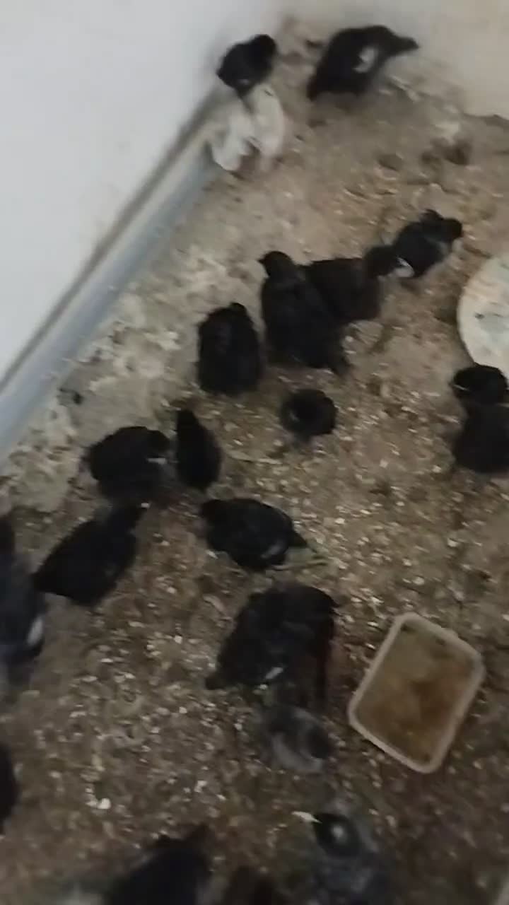 جوجه|حیوانات مزرعه|نیشابور, فیض آباد|دیوار