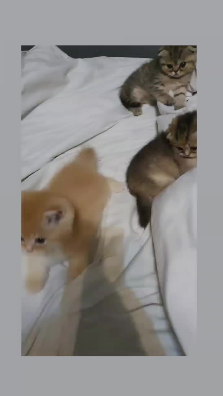 گربه|گربه|تهران, میرداماد|دیوار