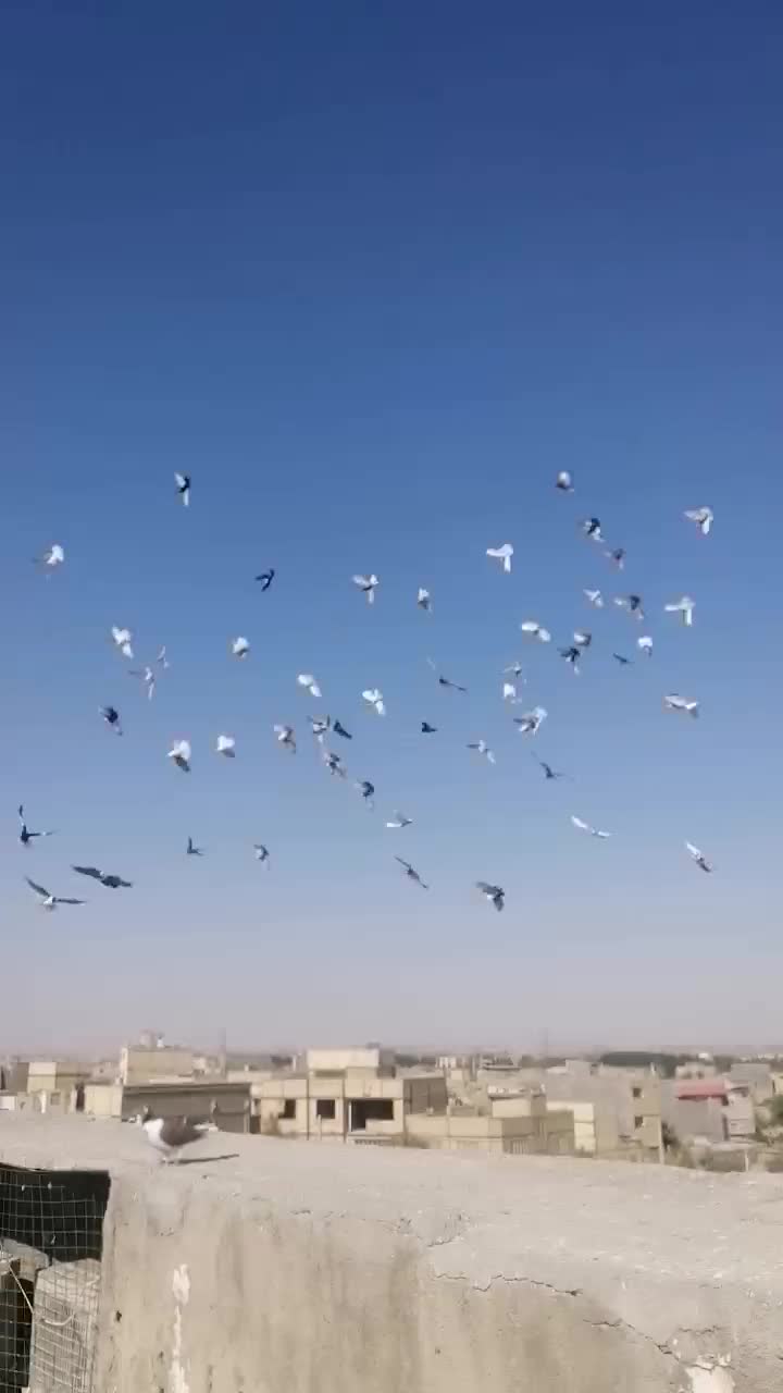 کفتر بوم کلاغ ساده دم سفید کله سینه سبز|پرنده|مشهد, توس (بلوار توس)|دیوار