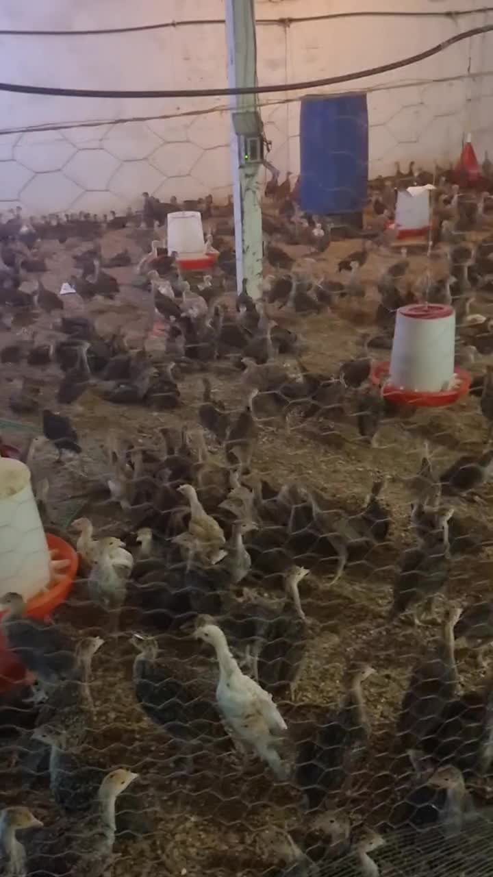 جوجه بوقلمون برنز و بوربن 35 روزه|حیوانات مزرعه|شهریار, رزکان|دیوار