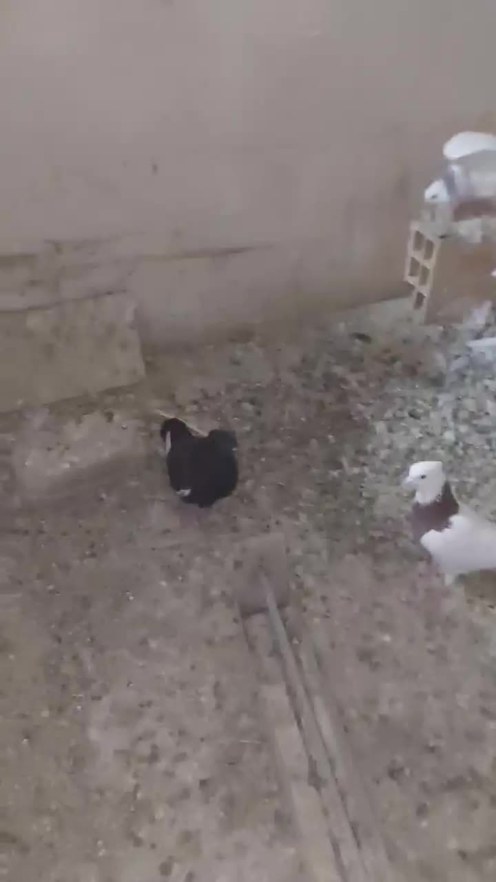 طوقی آبی،مشکی،سرخ،زرد،سرورکفترپرشی|پرنده|قم, هنرستان|دیوار