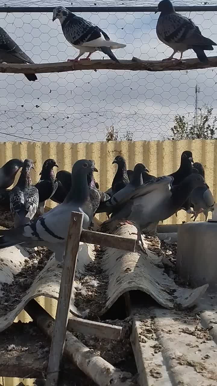 کبوتر دوبر ۳۴تا|پرنده|مشگین شهر, |دیوار