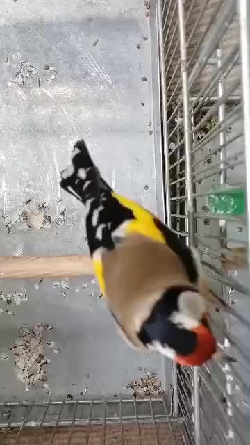 سهره رسمی قرص بیخون رام|پرنده|ری, صفاییه (چشمه علی)|دیوار