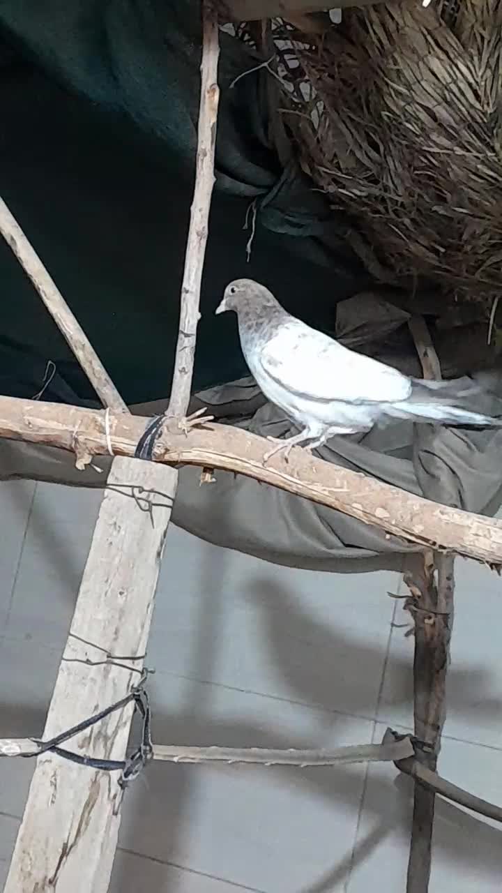 کله ای برنجی|پرنده|خرمشهر, |دیوار