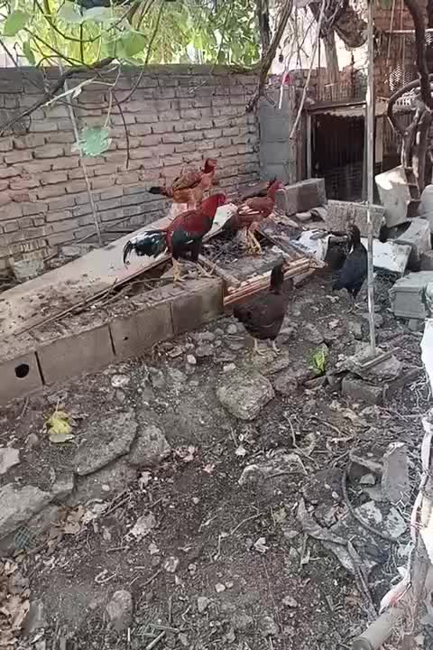 مرغ خروس لاری|حیوانات مزرعه|نگین شهر, |دیوار