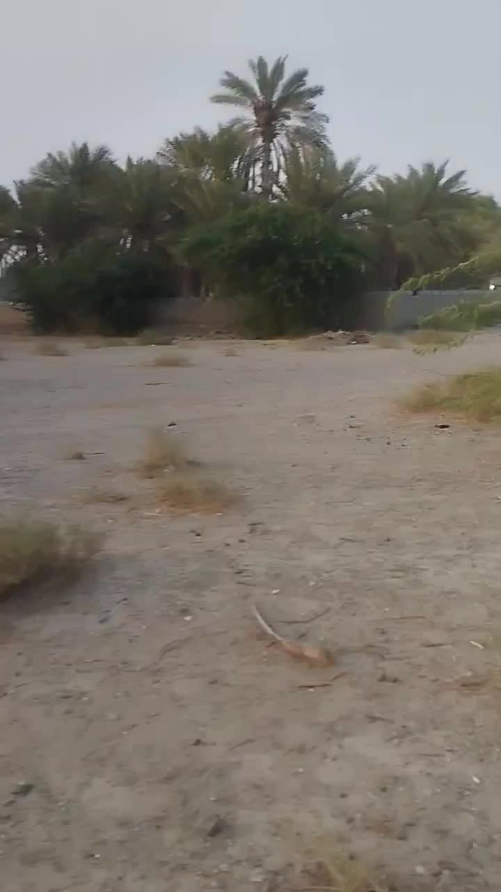 اسب مادیان ابستن|اسب و تجهیزات اسبسواری|بند زرک, |دیوار