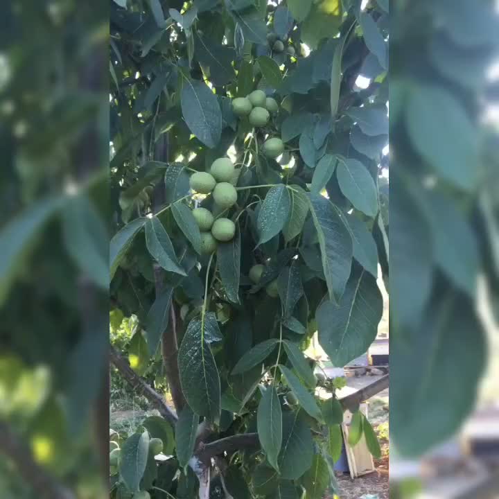 وایقان نهال فروش انواع نهال اصلاح شده|خدمات باغبانی و درختکاری|شبستر, |دیوار