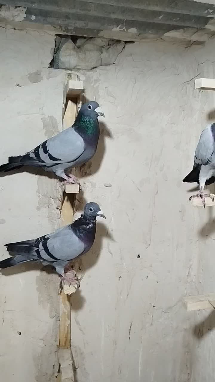 کبوترکفتربیرونی|پرنده|خفر, |دیوار