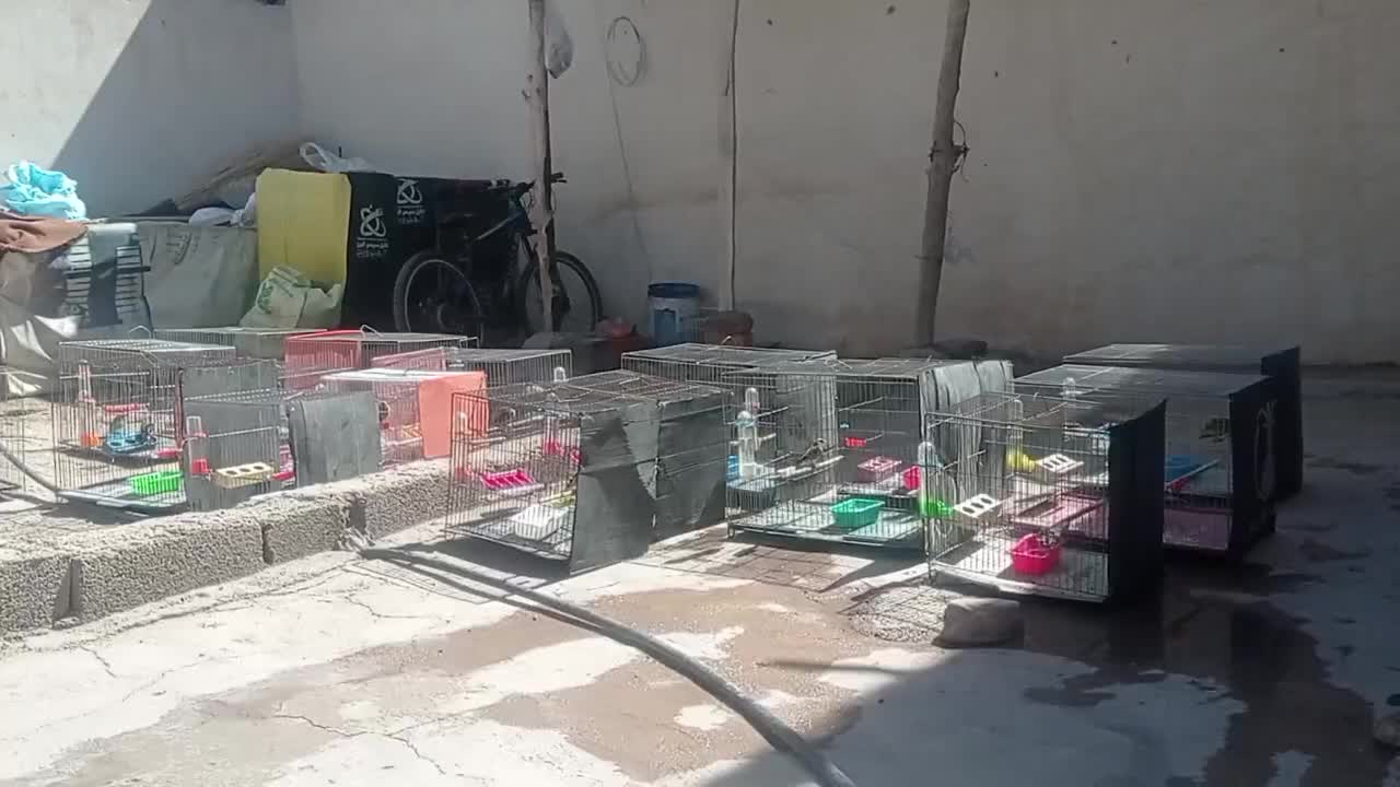 سقا وسهره قناری|پرنده|کرمان, |دیوار