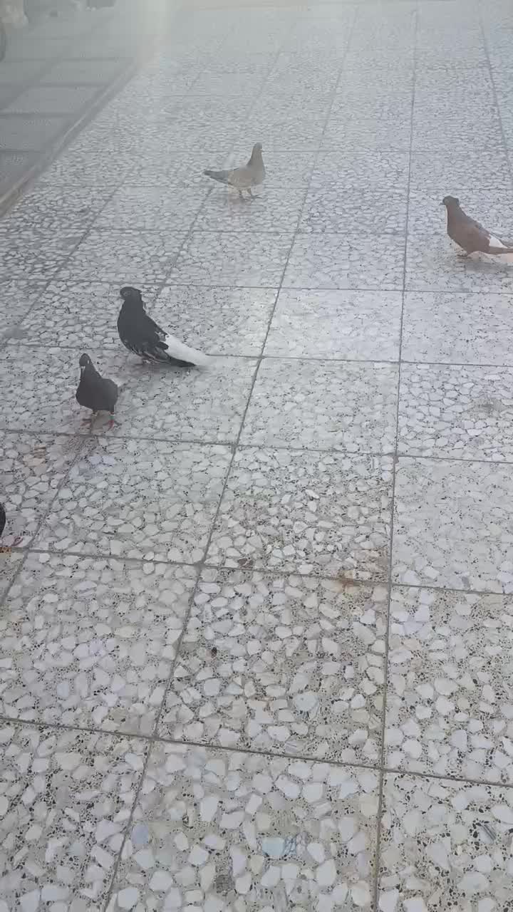 سوسنگرد|پرنده|سوسنگرد, |دیوار