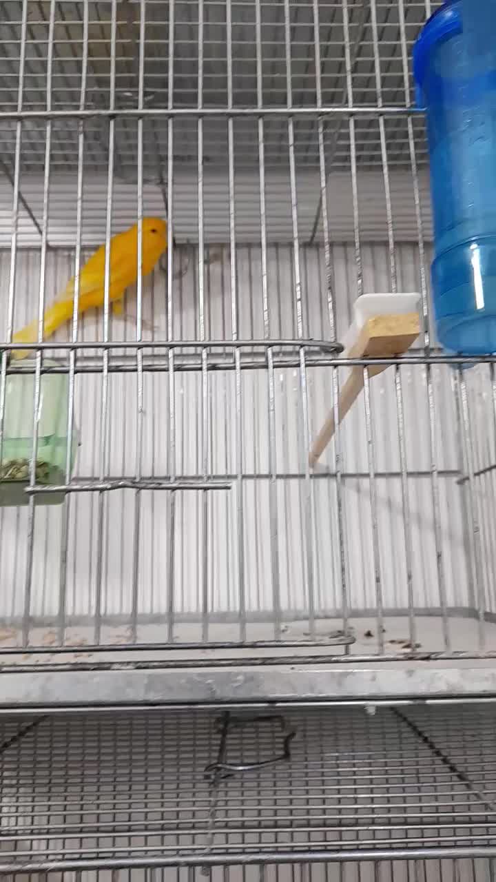 قناری رسمی بلند نر و ماده آماده|پرنده|اندیشه, شهرک صدف|دیوار