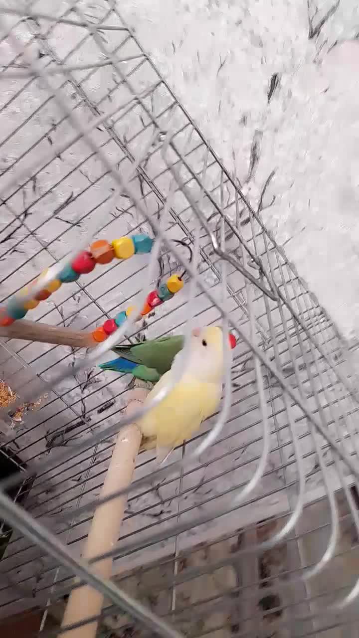 یک جفت طوطی برزیلی|پرنده|ری, عباس‌آباد|دیوار