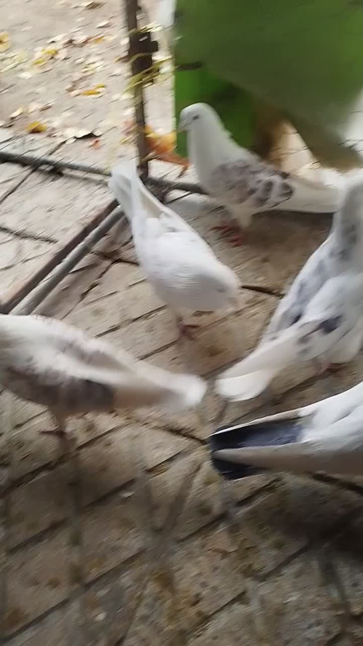 توضیحات را بخوانید مشکلی نبود تماس بگیرید.|پرنده|قیدار, |دیوار