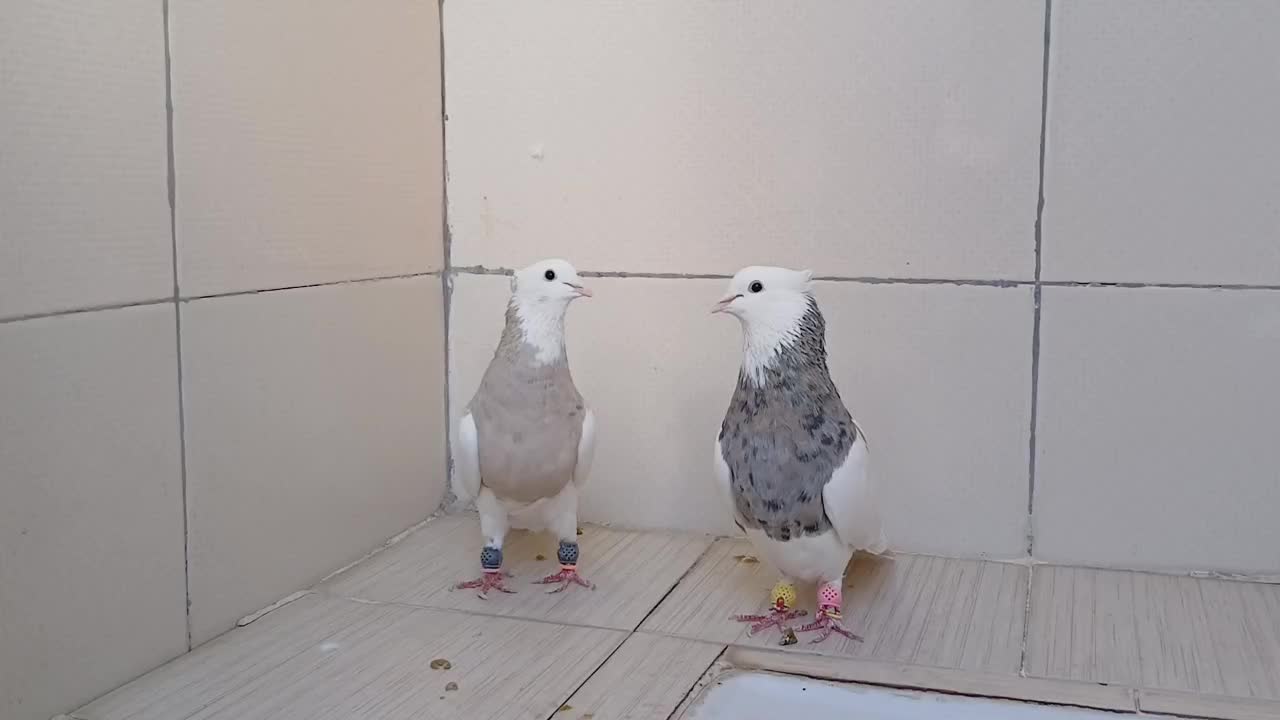 طوقی|پرنده|پیر بکران, |دیوار