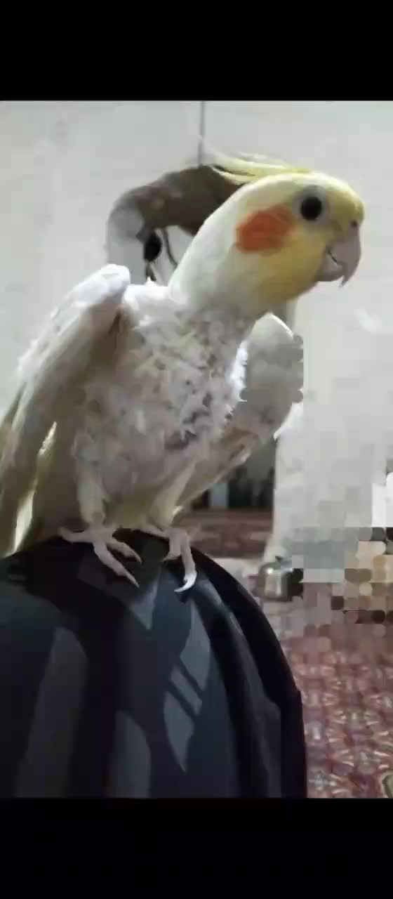 عروس هلندی نر معاوضه ای|پرنده|زابل, |دیوار