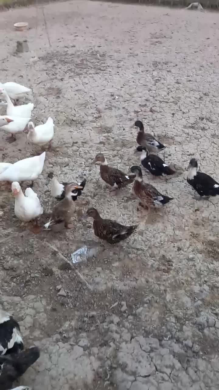 فروش قوغاز،نمیچه اسرائیلی و محلی و اردک بالغ|حیوانات مزرعه|لولمان, |دیوار