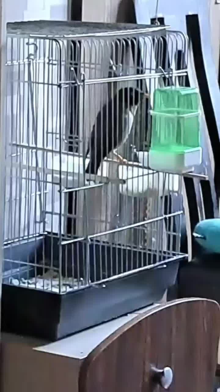 مرغ مینا|پرنده|اندیشه, شهرک المهدی|دیوار