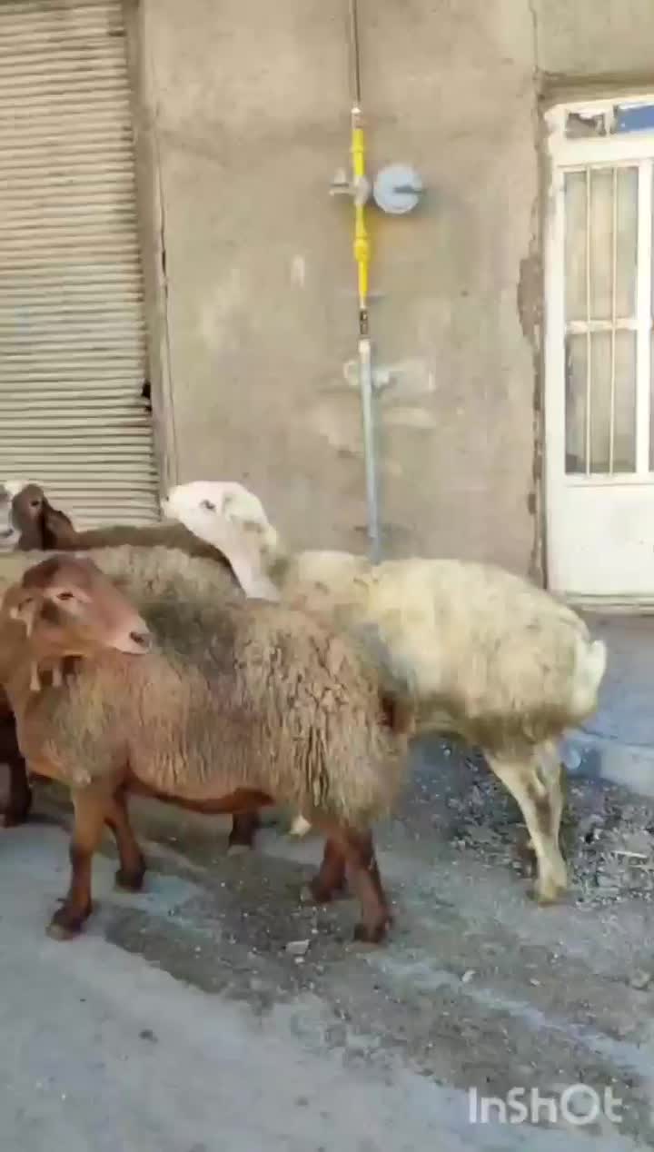 تعدا 6راس گوسفند ناب عروسک آبستن سنگین مالچه|حیوانات مزرعه|کرمانشاه, |دیوار