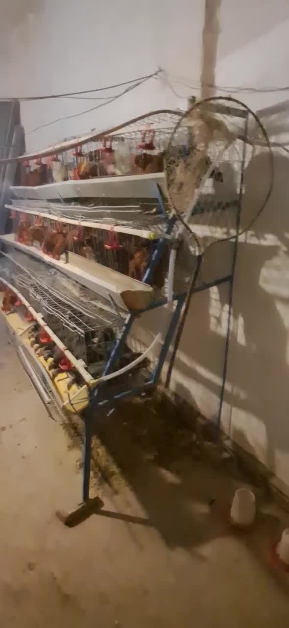 مرغ|حیوانات مزرعه|قیدار, |دیوار