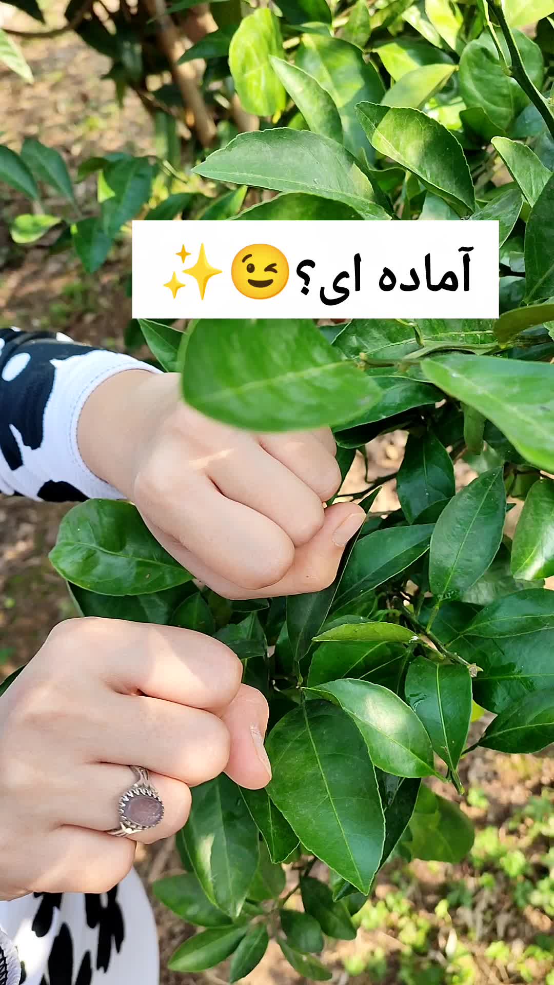 زیورآلات|بدلیجات|رشت, دیلمان|دیوار