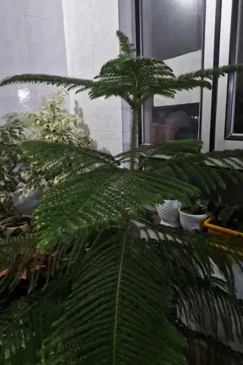 گل کاج|گل و گیاه طبیعی|نورآباد, |دیوار