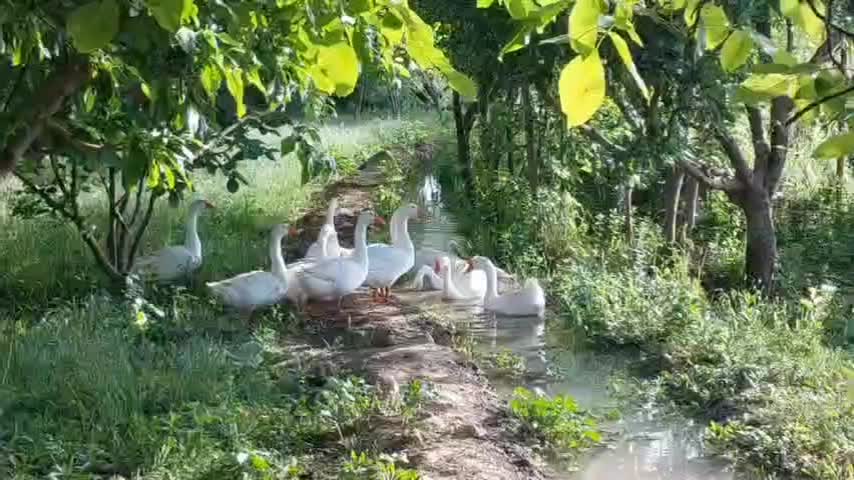 قوغاز|حیوانات مزرعه|ارومیه, |دیوار