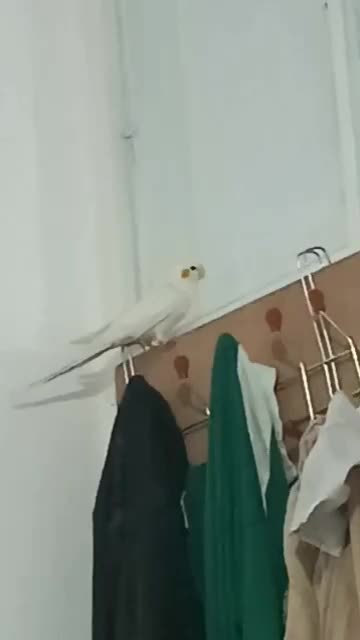 عروس هلندی سخن گو|پرنده|مرودشت, ثبت احوال|دیوار