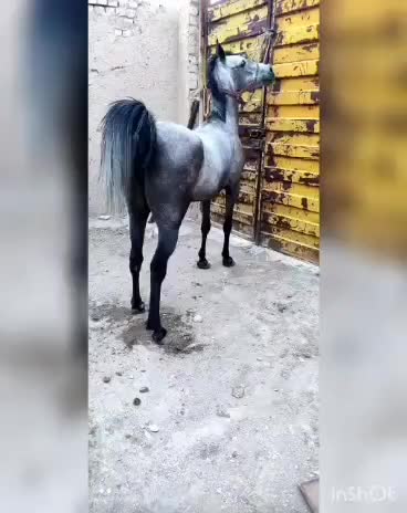 مادیان کرد|اسب و تجهیزات اسبسواری|شازند, |دیوار