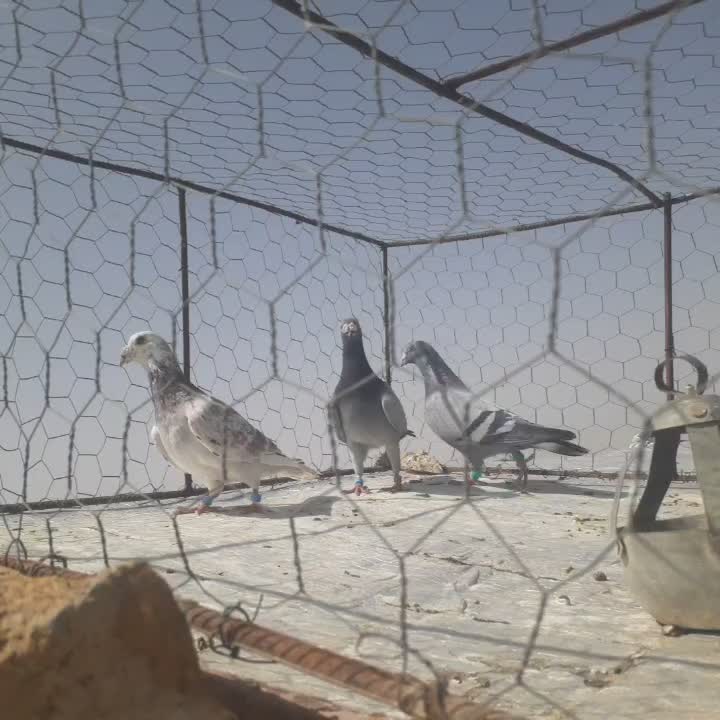 کفتر|پرنده|رشتخوار, |دیوار