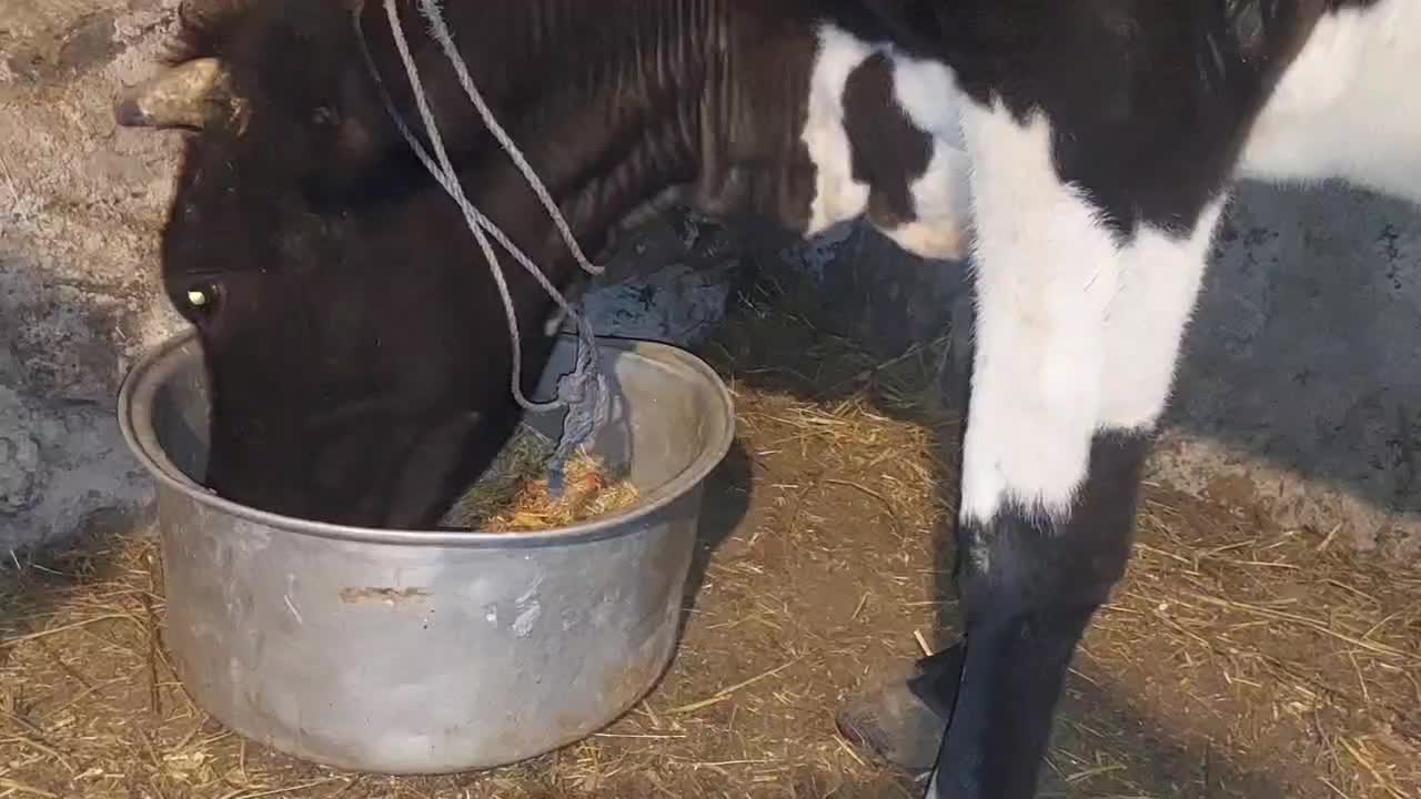 بوغاز اینک هاشتان|حیوانات|ویلکیج, |دیوار