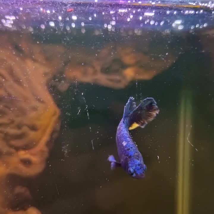 فایتر ماده|ماهی|تهران, منیریه|دیوار