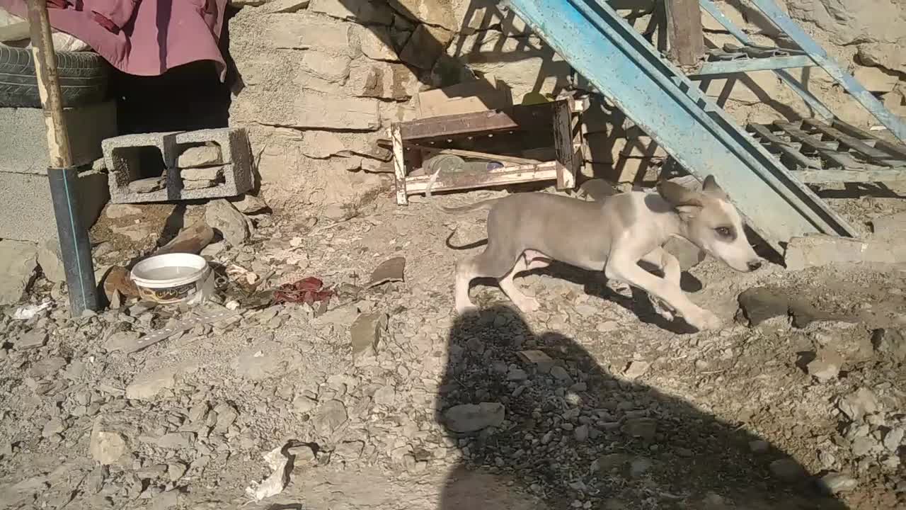 تازی|سگ|کلاترزان, |دیوار