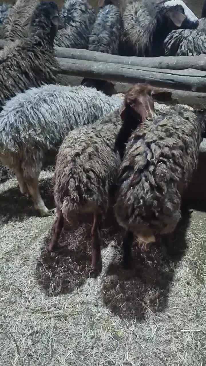 بره|حیوانات مزرعه|مشکین‌دشت, |دیوار