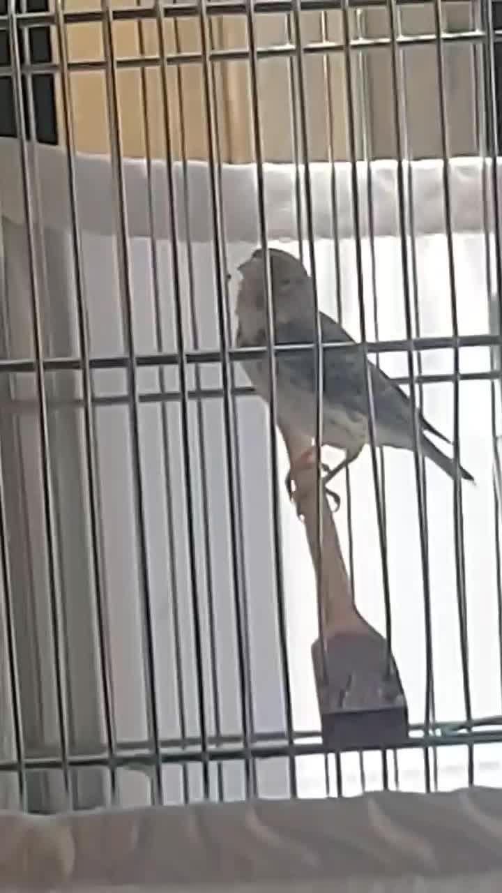 یاسمین طوسی نر (قناری سهره فنچ طوطی)|پرنده|تهران, کرمان|دیوار