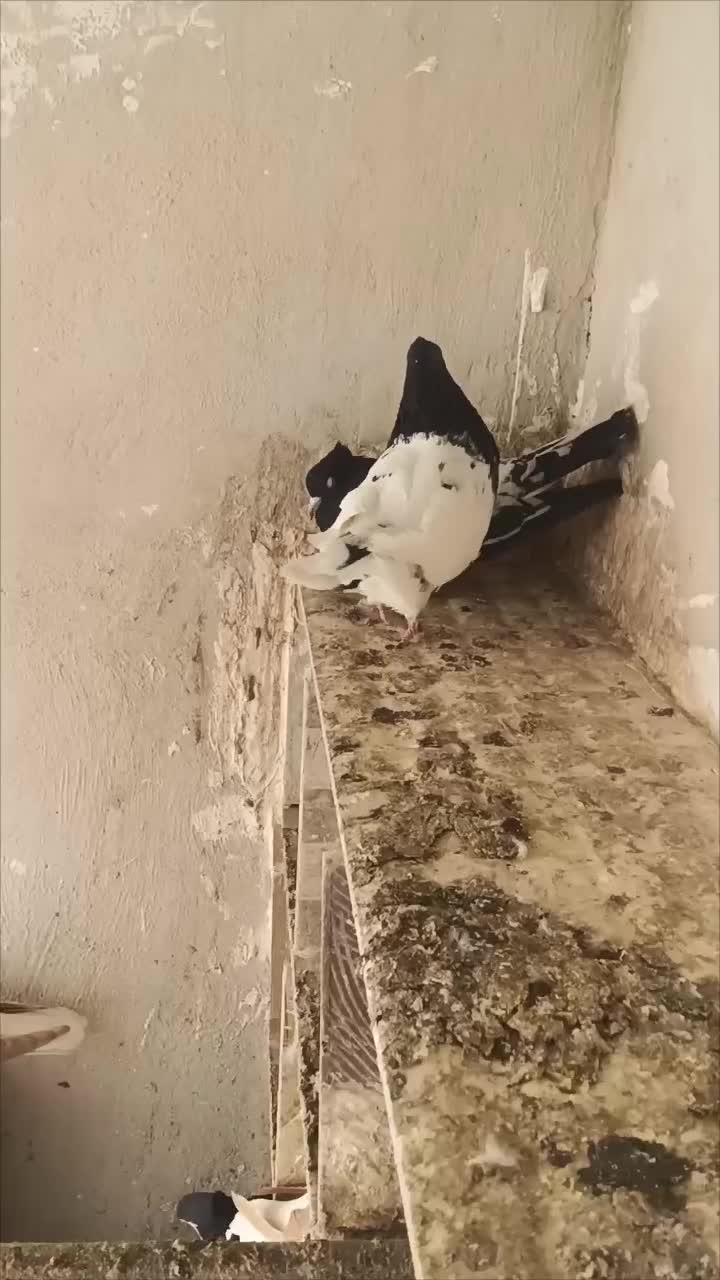 نر کله سیاه|پرنده|تربت‌حیدریه, آغوی|دیوار