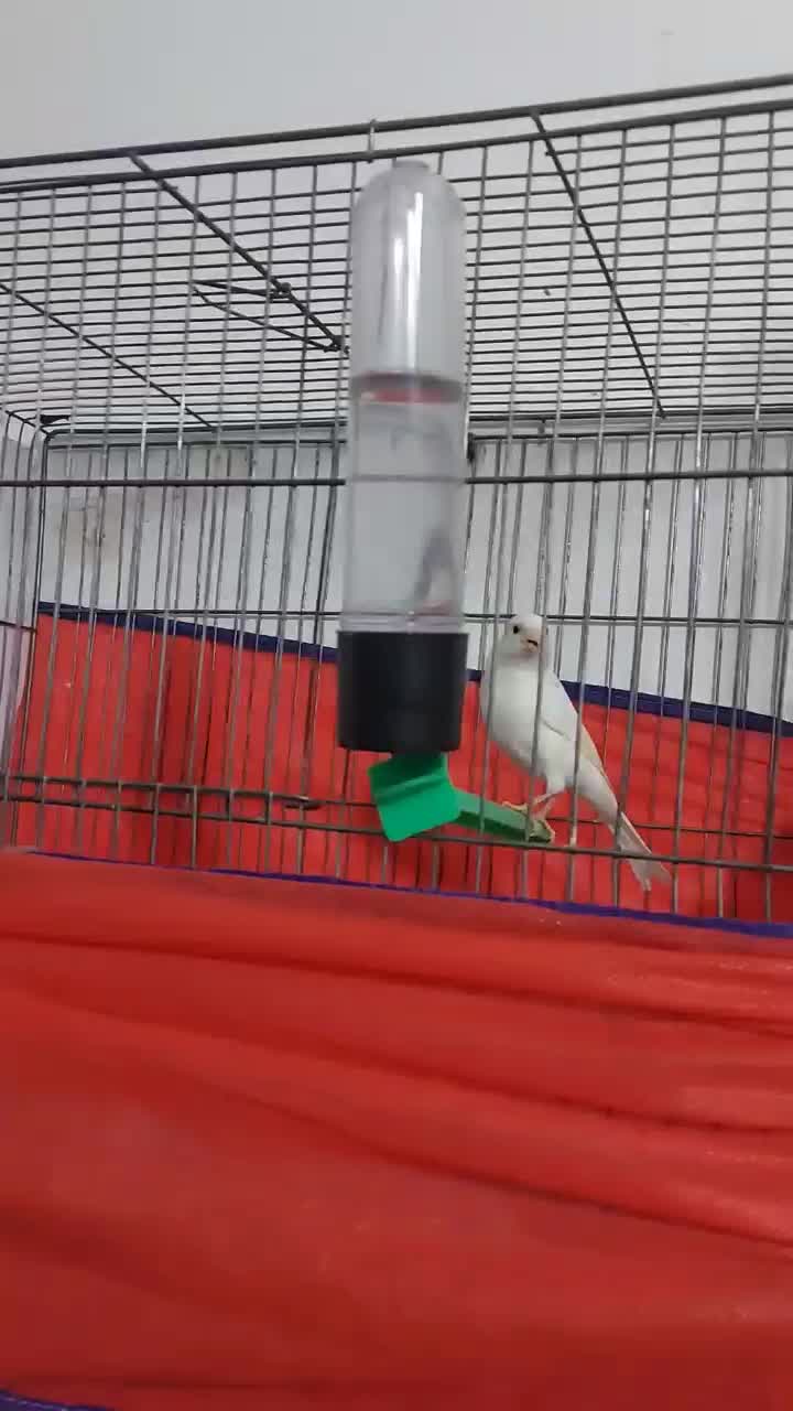 ۱۱ عدد قناری ..|پرنده|بروجرد, |دیوار