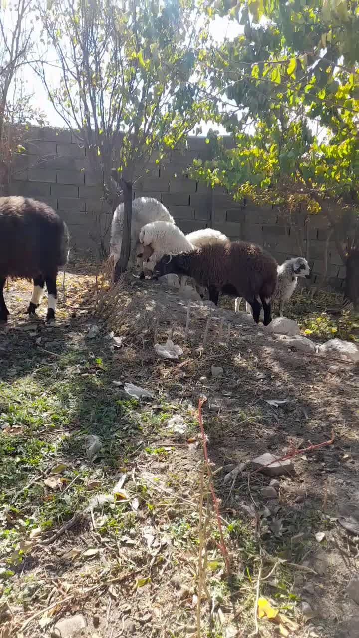 بره ..نر|حیوانات مزرعه|رابر, |دیوار