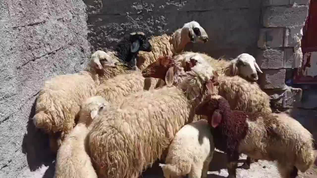 میش بره|حیوانات مزرعه|عسگران, |دیوار