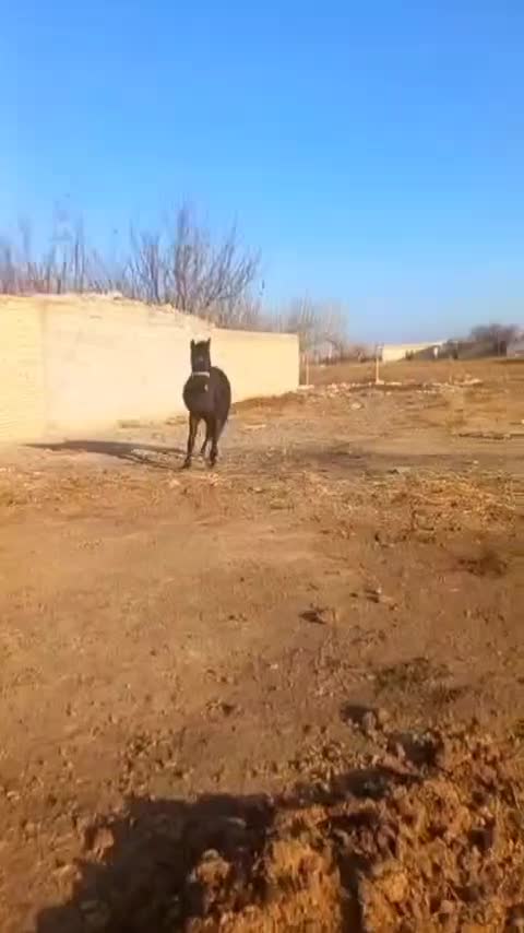 اسب|اسب و تجهیزات اسب‌سواری|شبستر, |دیوار