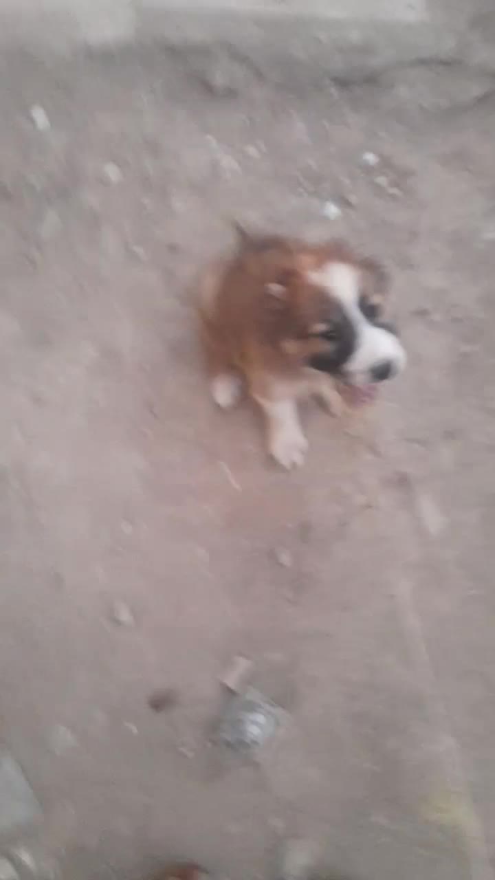 سلام|سگ|نیمروز, |دیوار