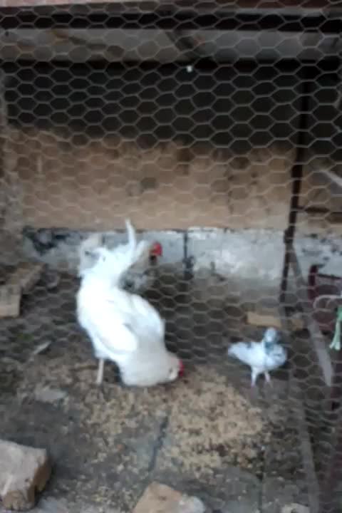 مرغ وخروس بگین خاص|حیوانات مزرعه|محمدشهر, محمدشهر|دیوار