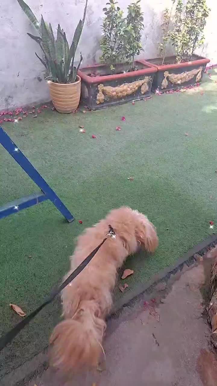 واگذاری سگ|سگ|اهواز, فرهنگ شهر|دیوار