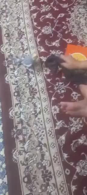 طوطی عروس هلندی شاه تخم سخنگویی نر یکساله|پرنده|تهران, آرارات|دیوار